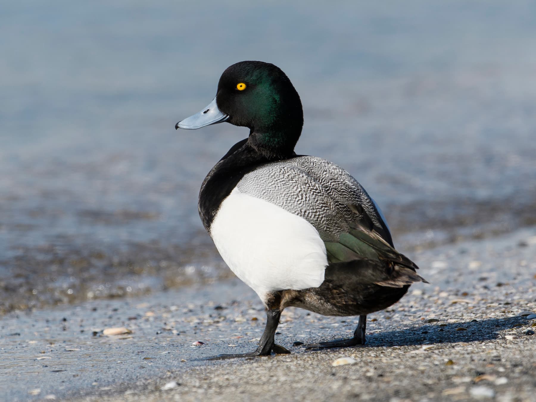 Scaup standing by the waters edge