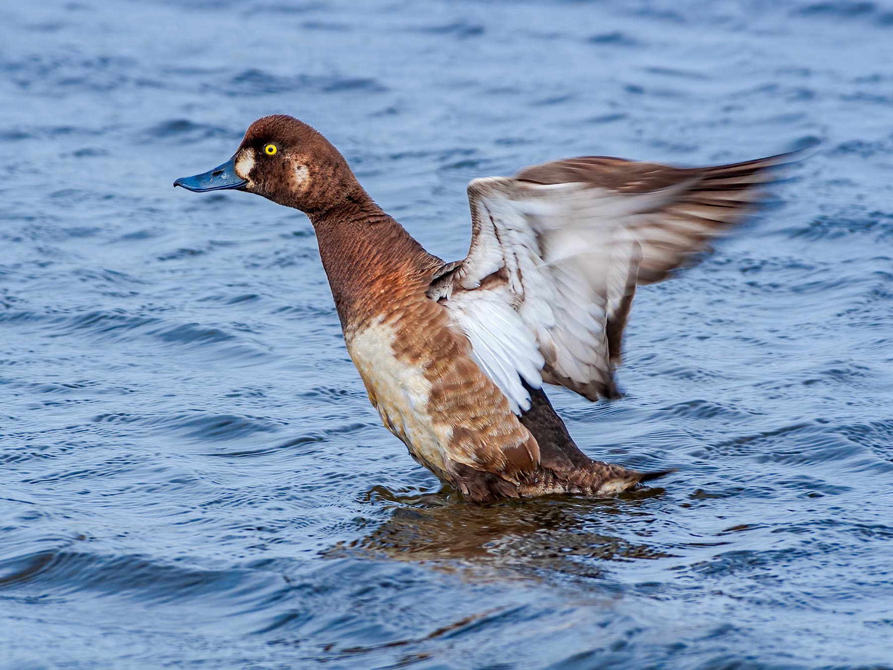 Female Greater Scaup flapping her wings