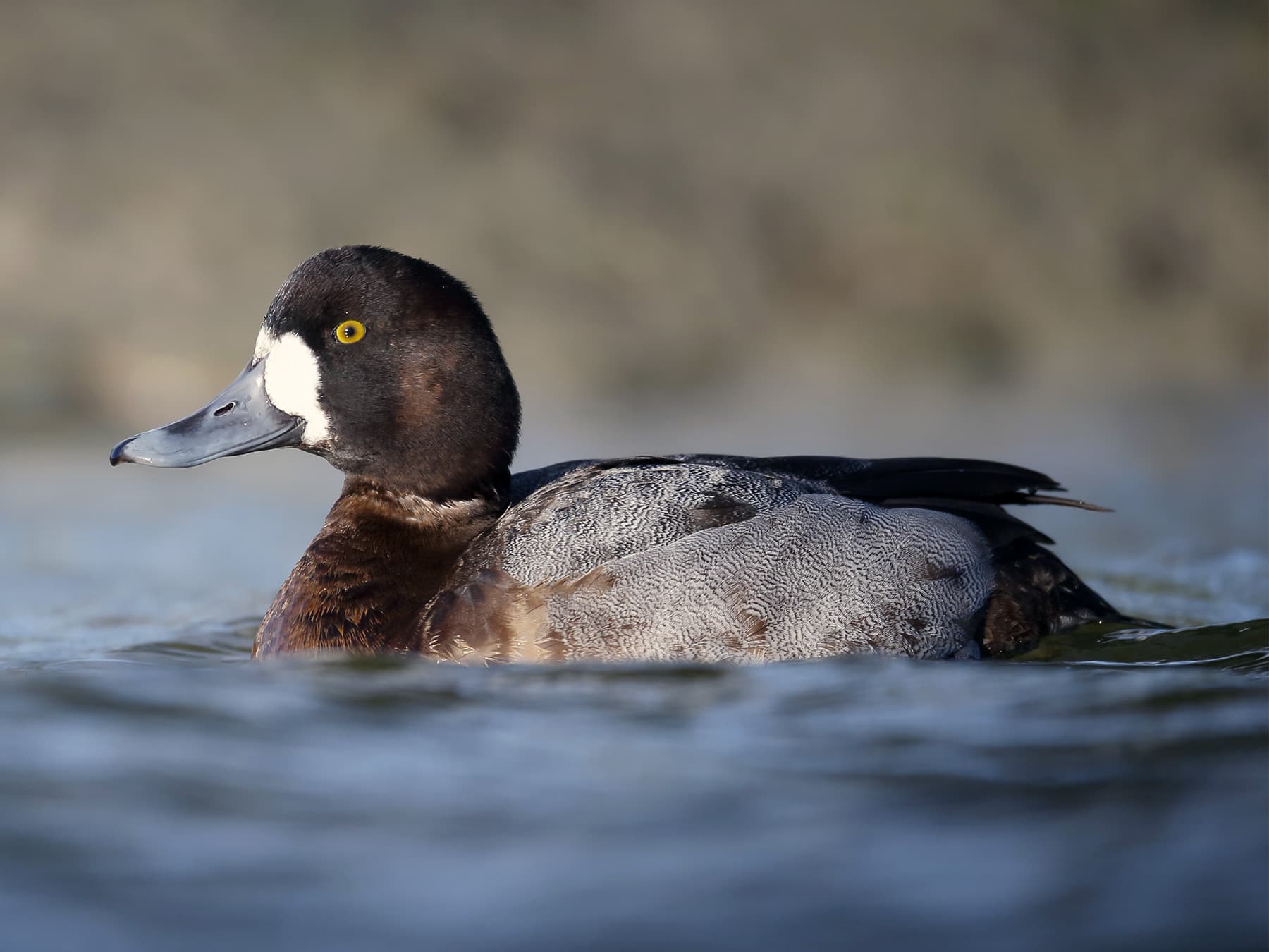 Female Greater Scaup