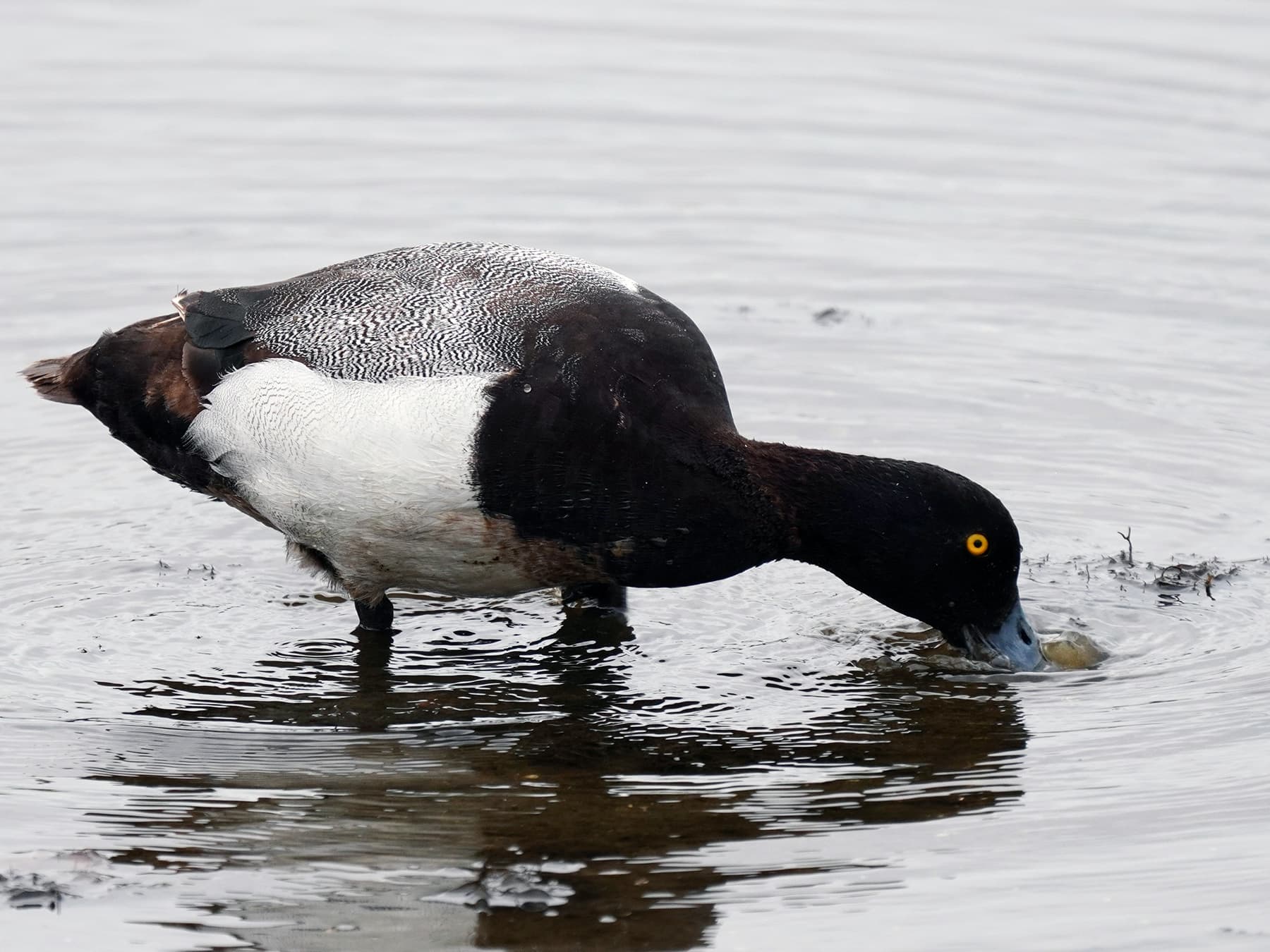 Scaup feeding