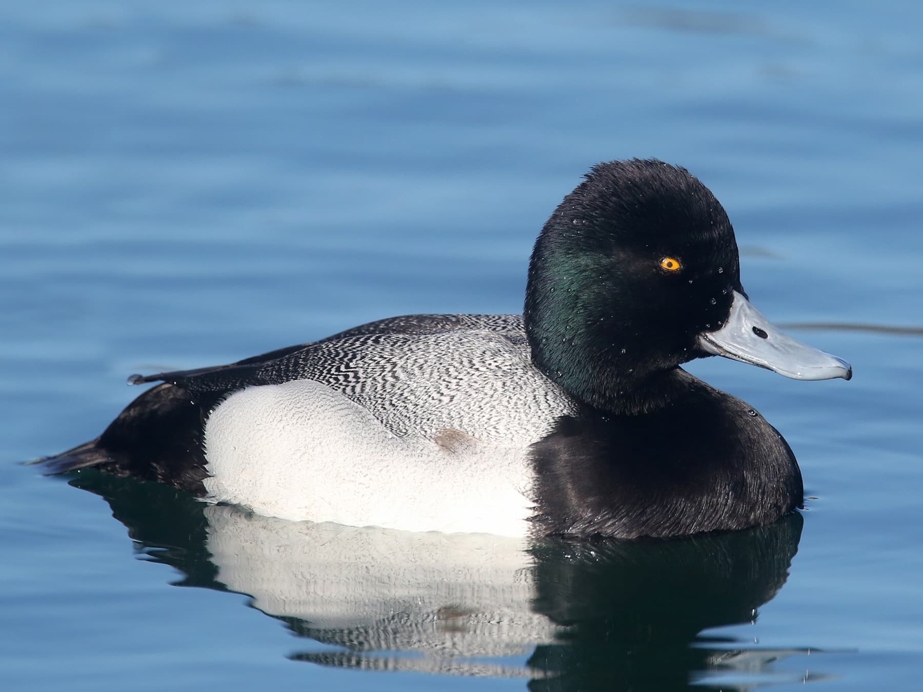 Male Greater Scaup