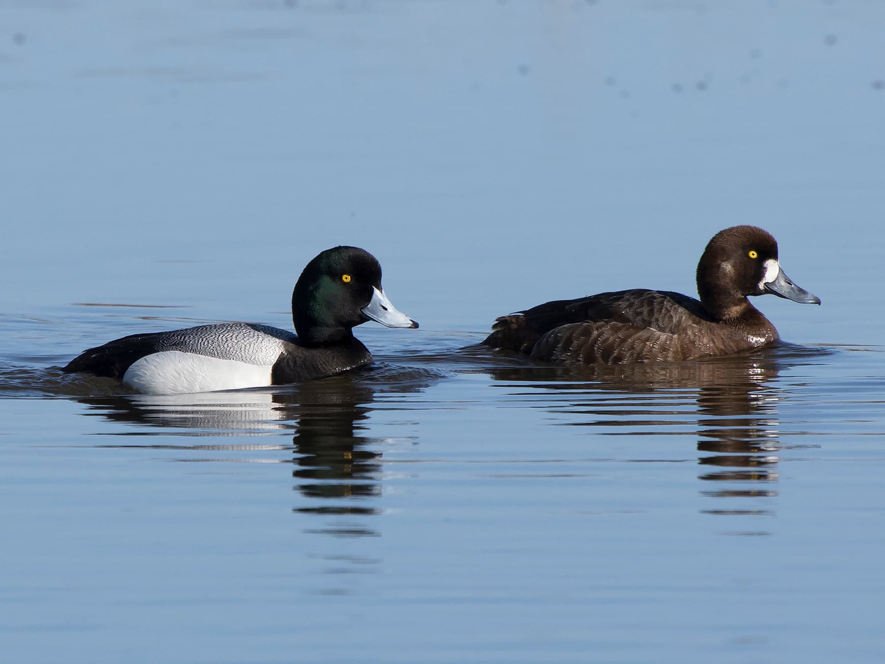 Male (left) and Female (right) Greater Scaups