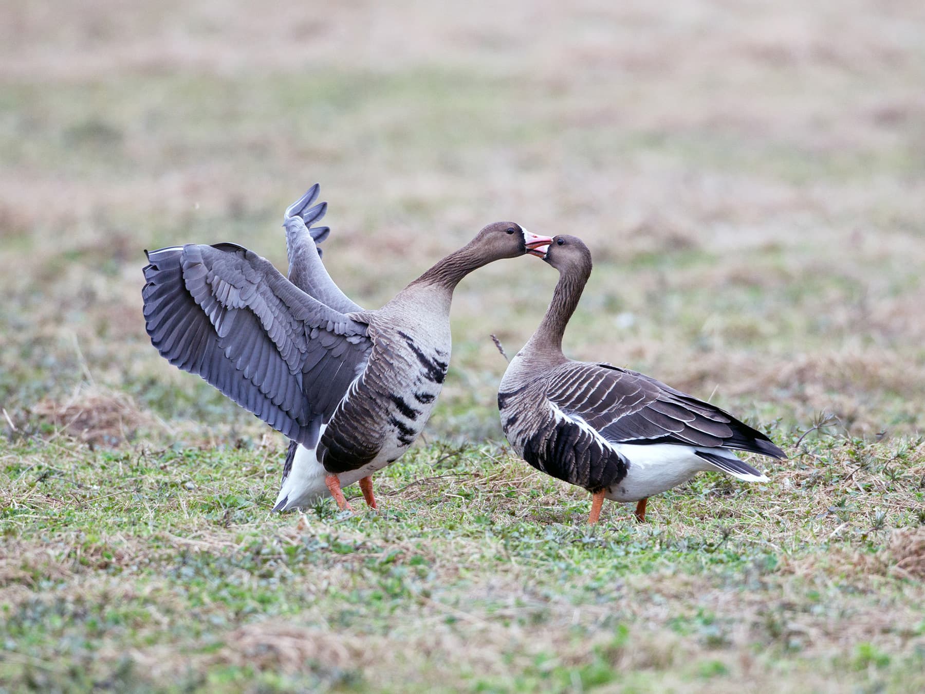 Greater White-Fronted Geese in natural grassland habitat