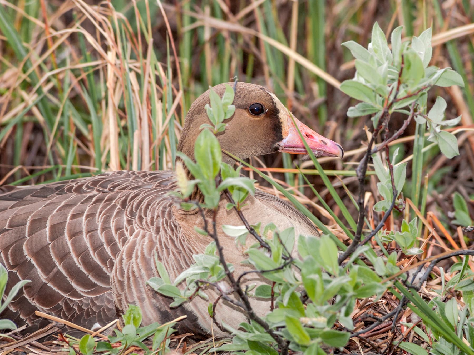 Greater White-Fronted Goose at nesting site