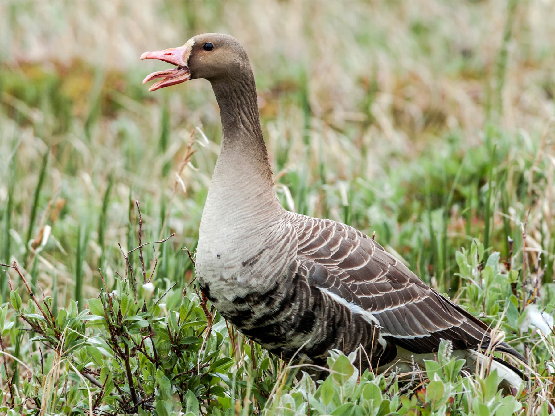 Greater White-Fronted Goose calling out