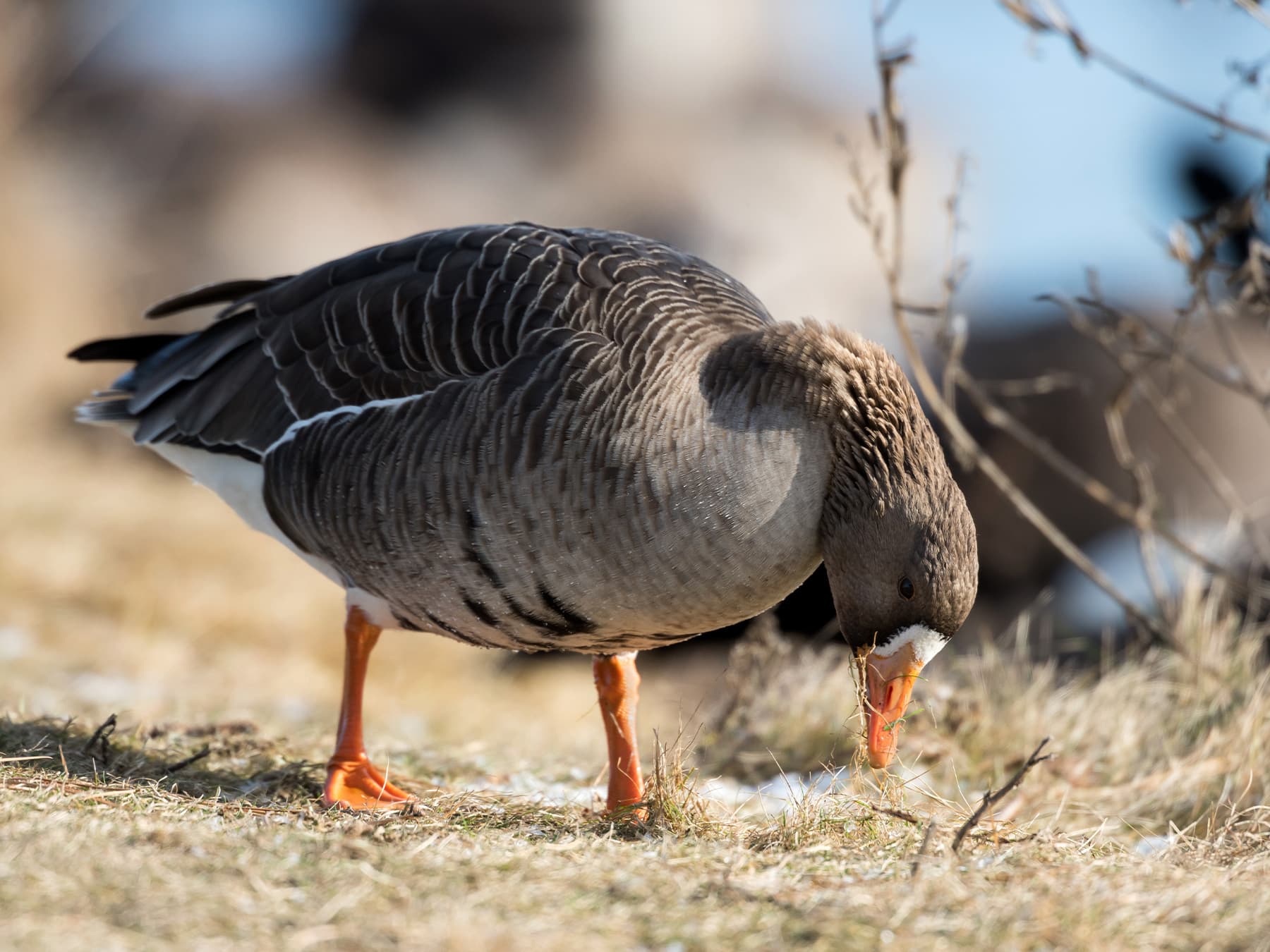 Greater White-Fronted Goose feeding on grass