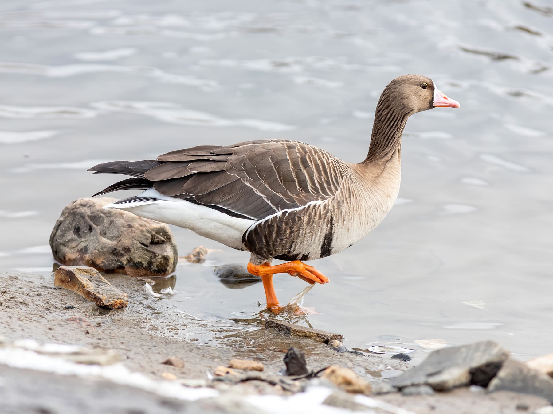 Greater White-Fronted Goose entering the lake