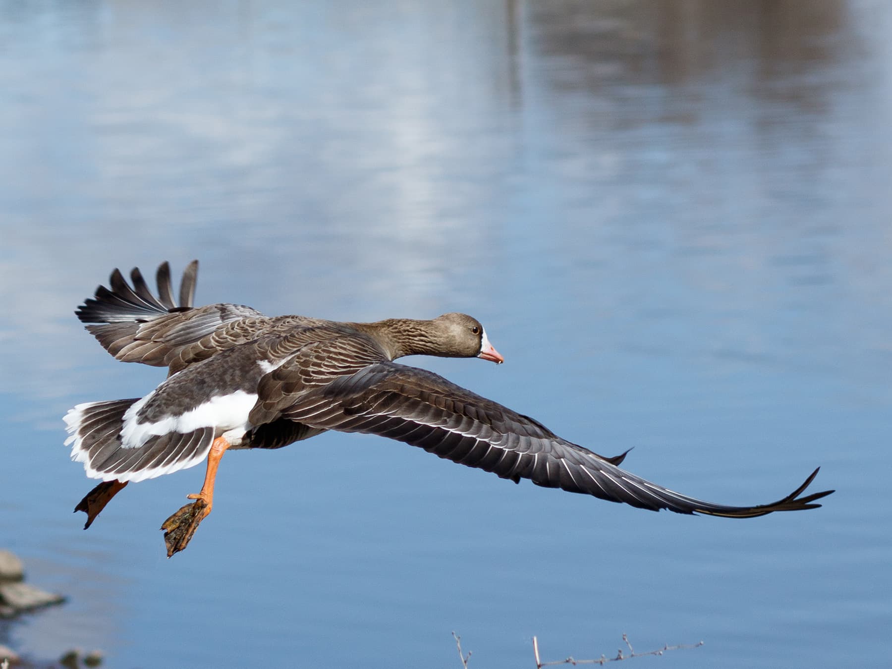 Greater White-Fronted Goose in-flight over a lake