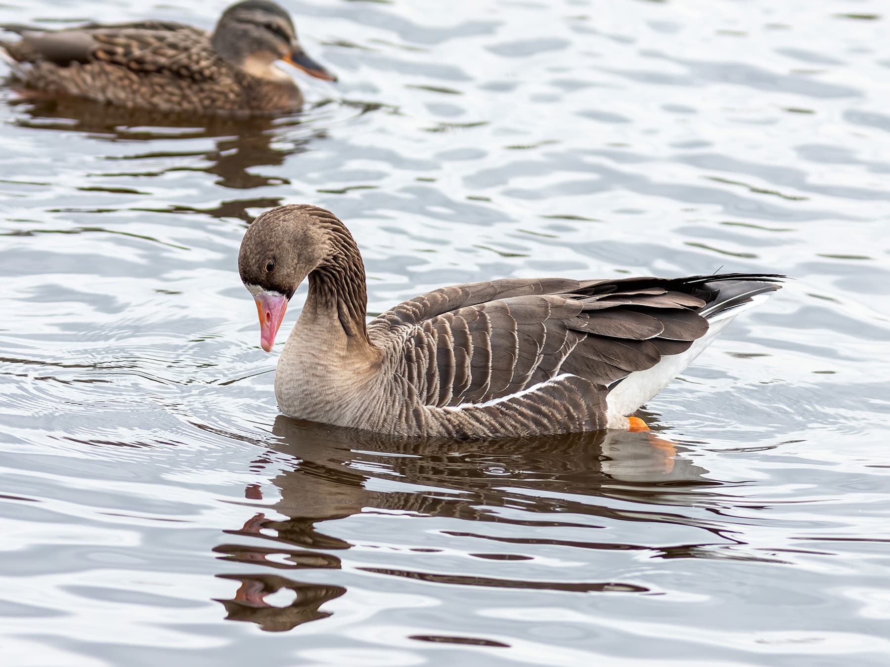 Greater White-Fronted Goose swimming on a lake