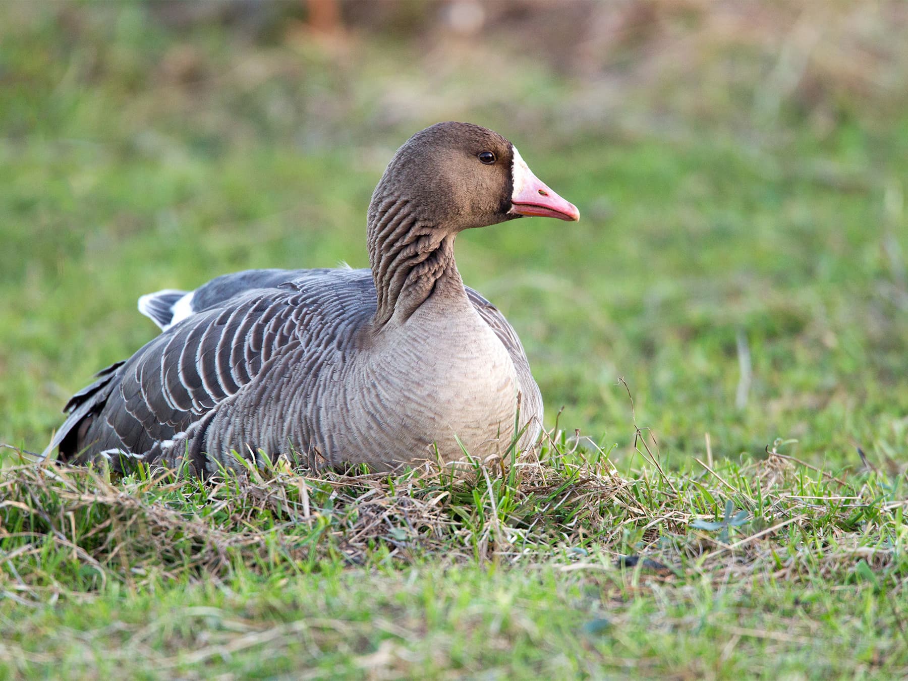 Greater White-Fronted Goose resting in a meadow