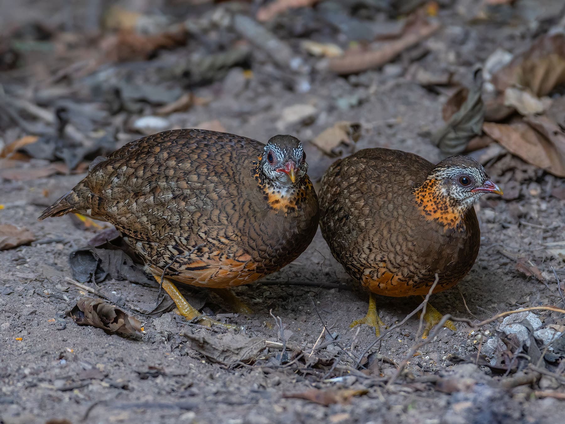 A pair of Green-legged Partridges