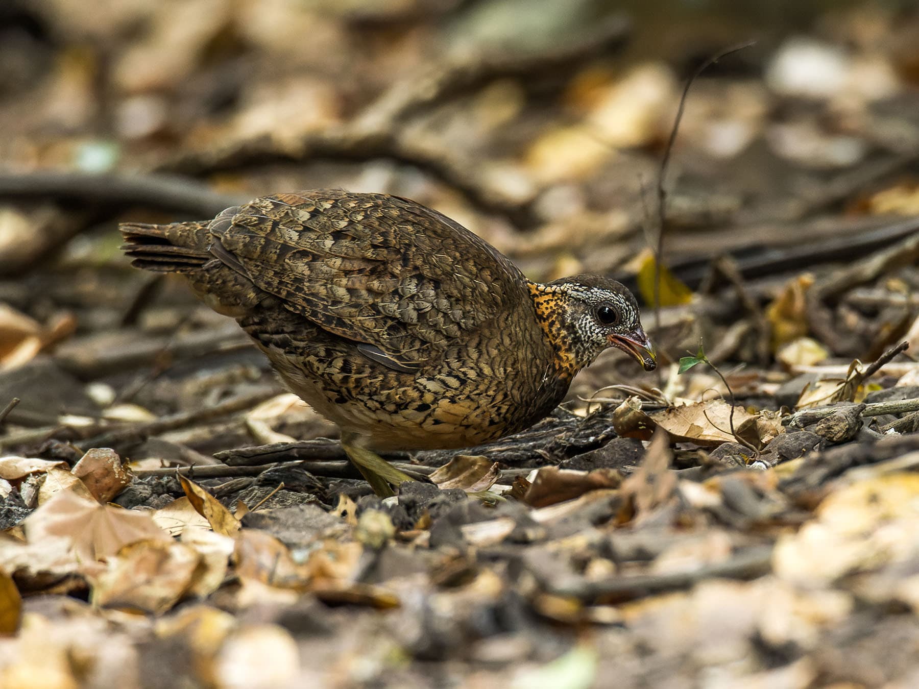 Scaly-breasted Partridge foraging on the ground