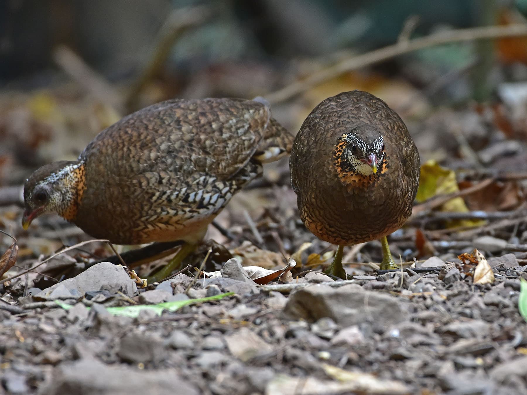 A pair of Scaly-breasted Partridges