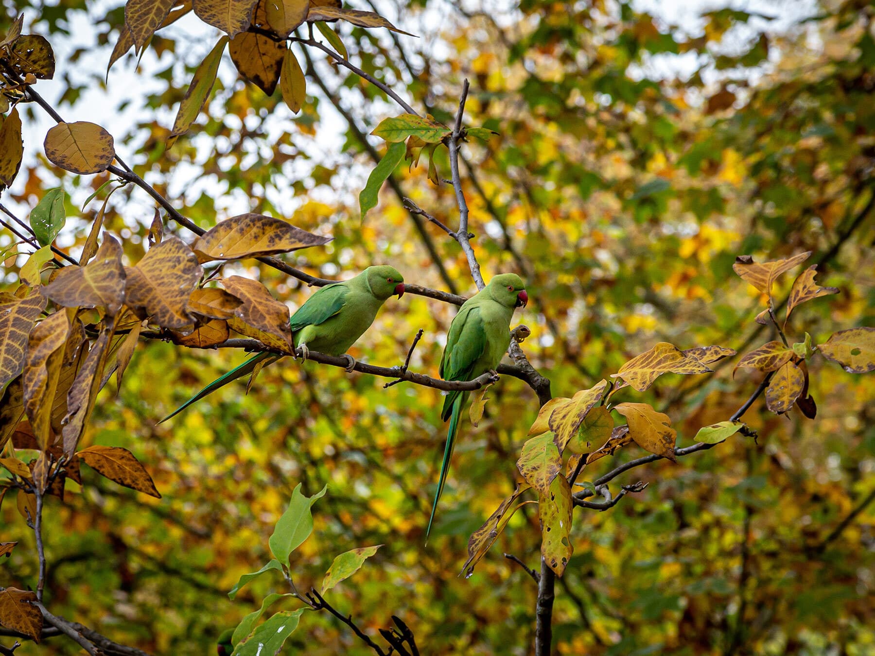 Green parakeet london