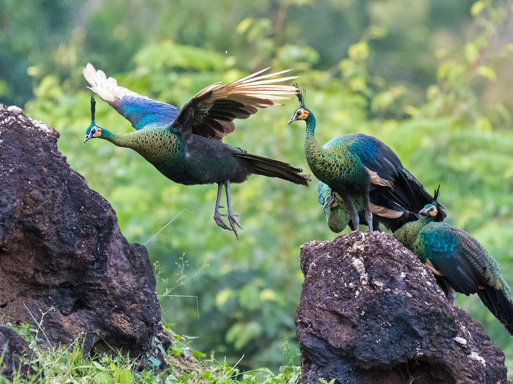 Green peafowl flock