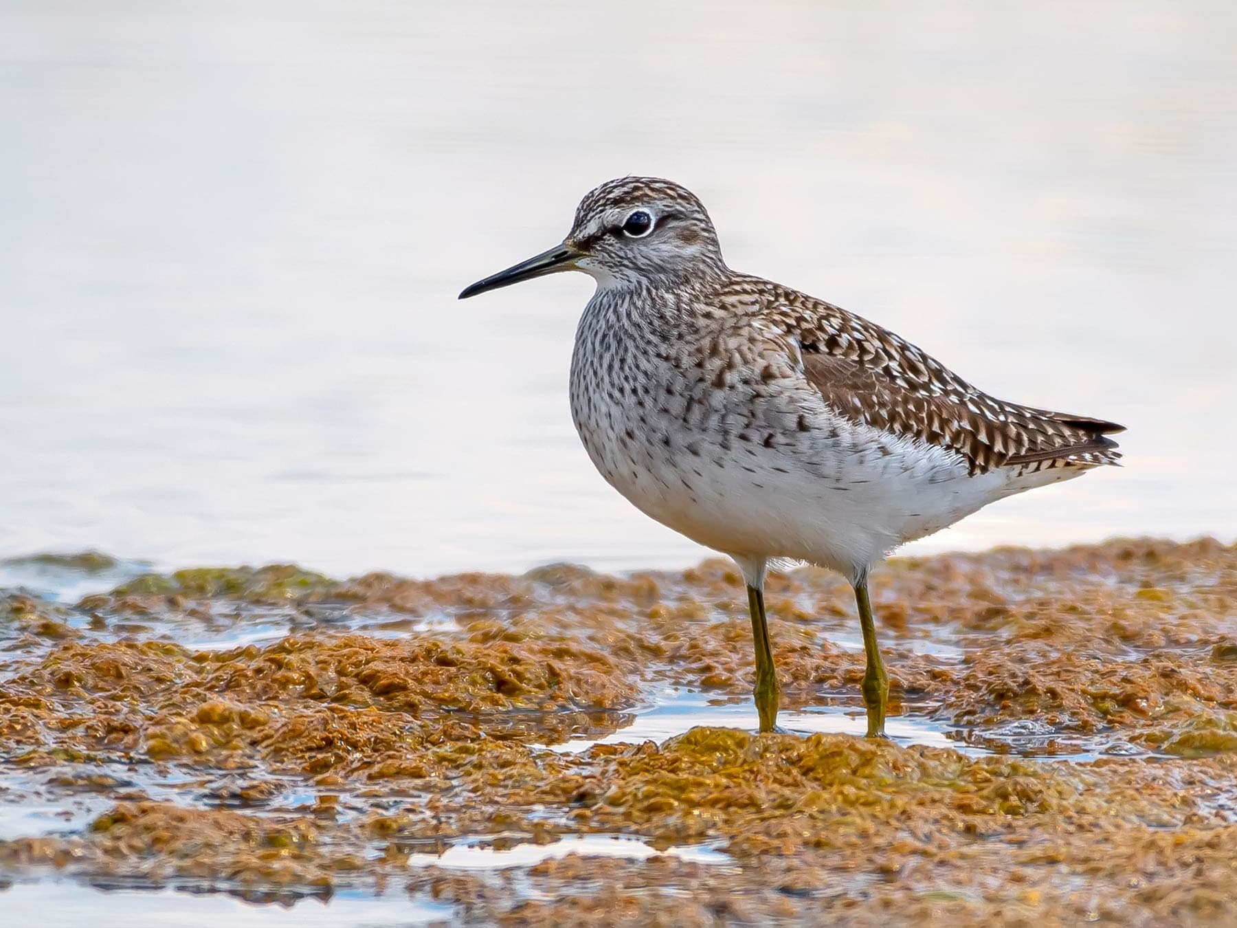 Green Sandpiper nonbreeding plumage