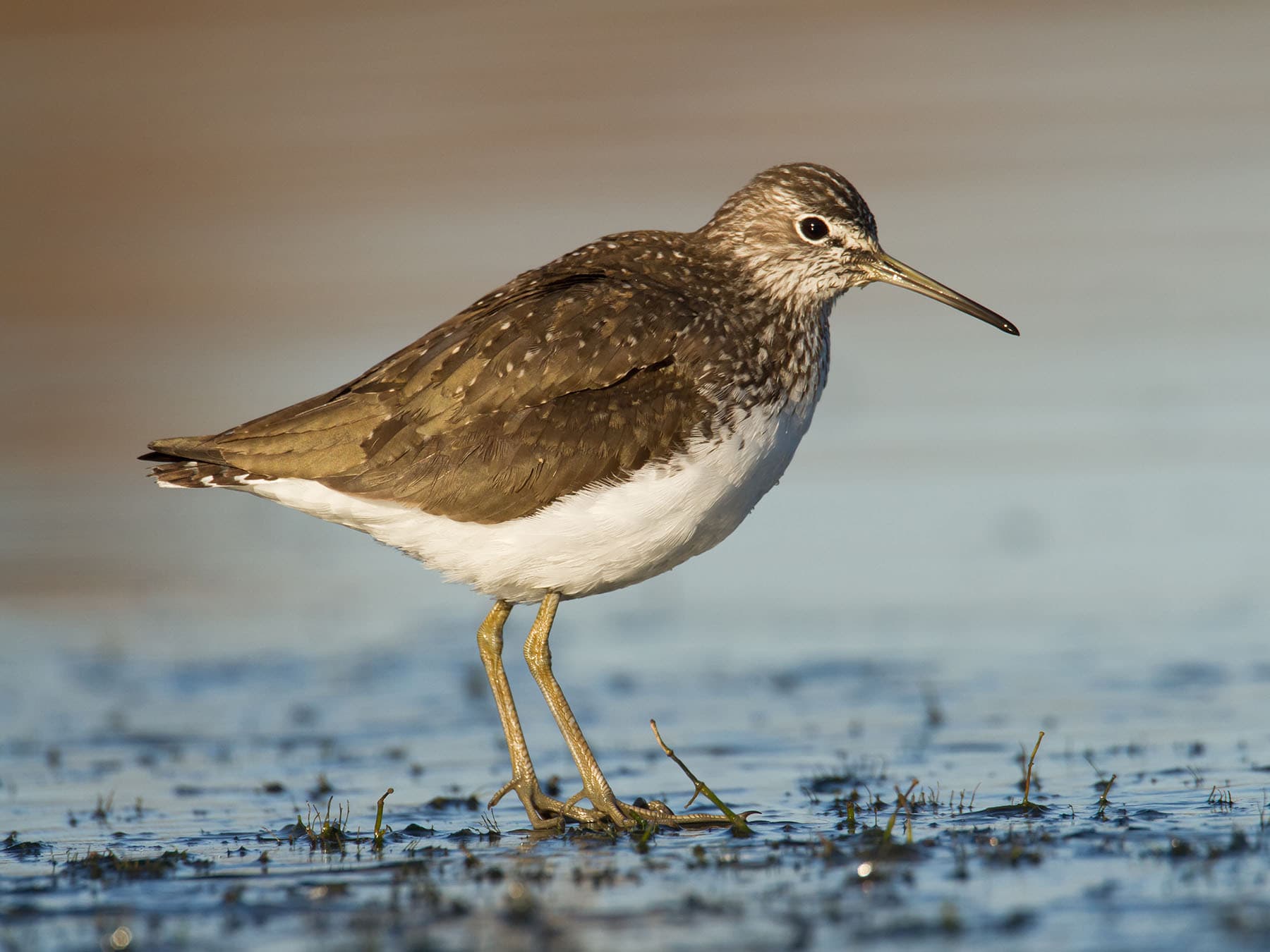 Close up of a Green Sandpiper