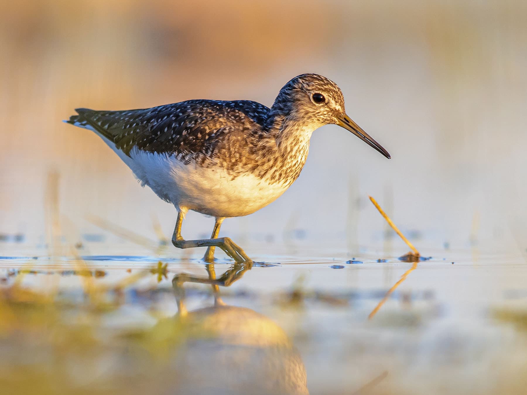 Green Sandpiper wading through the water, searching for food