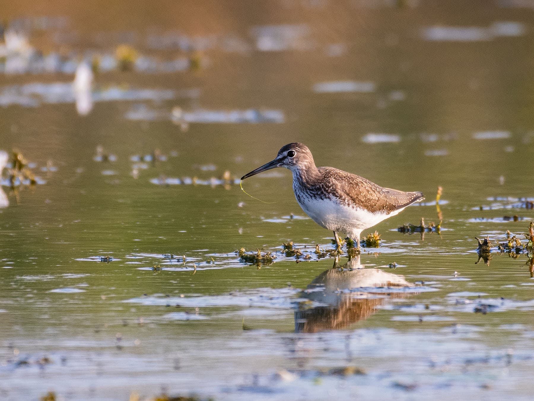 Green sandpiper, single bird in water, in its natural habitat