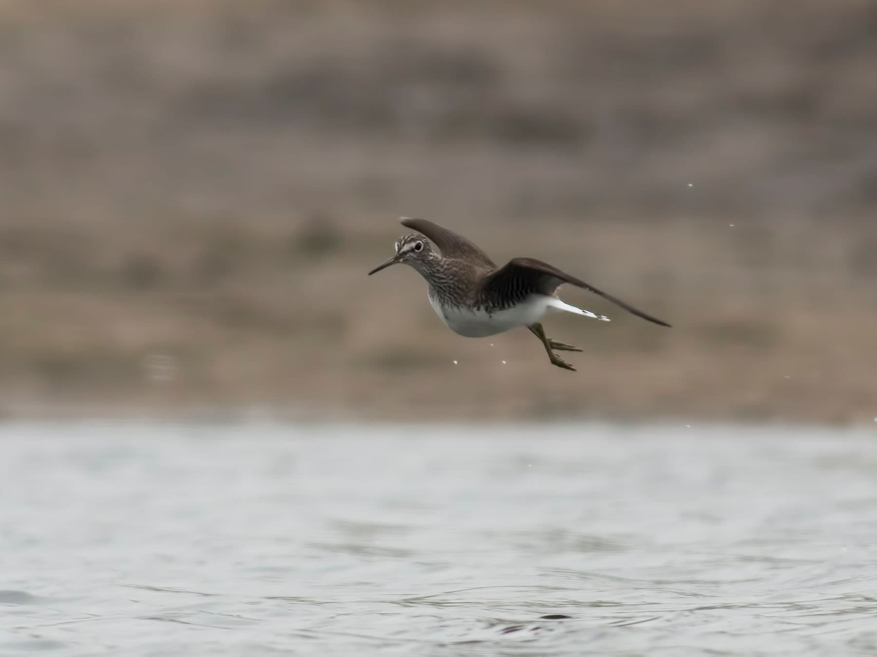 Green Sandpiper in flight