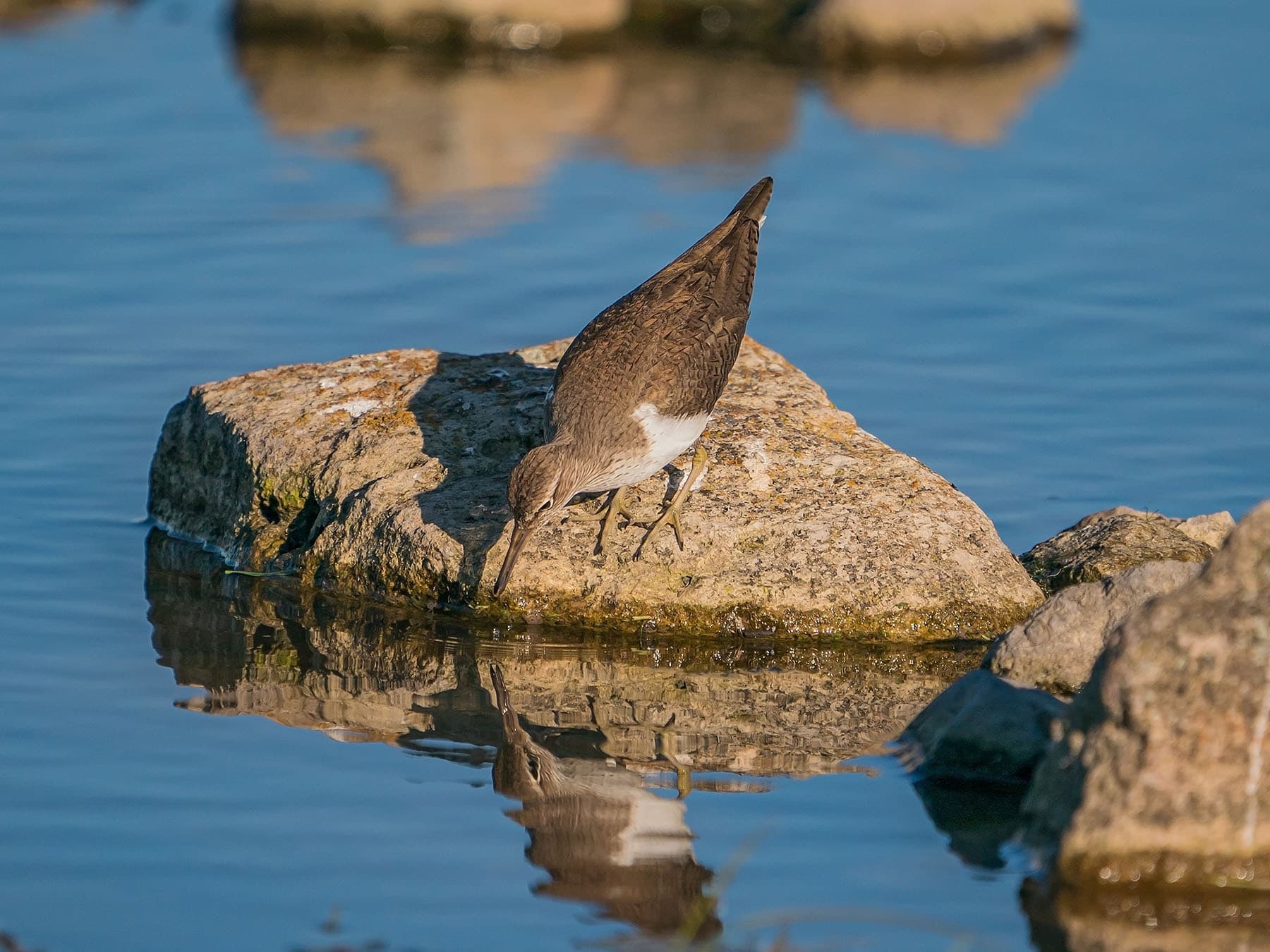Green Sandpiper perched on a rock, on the lookout for prey