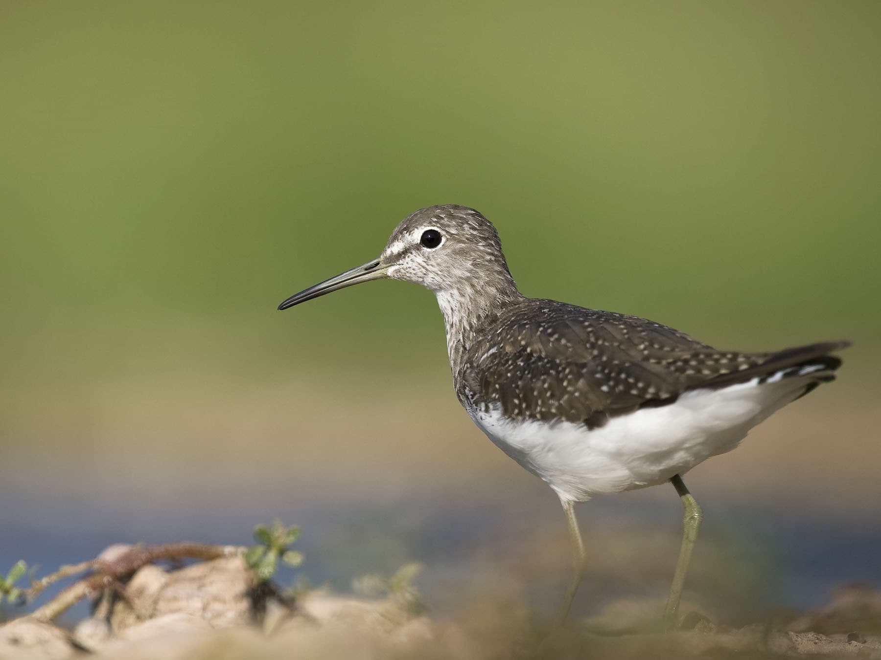 Close up of the back of a Green Sandpiper