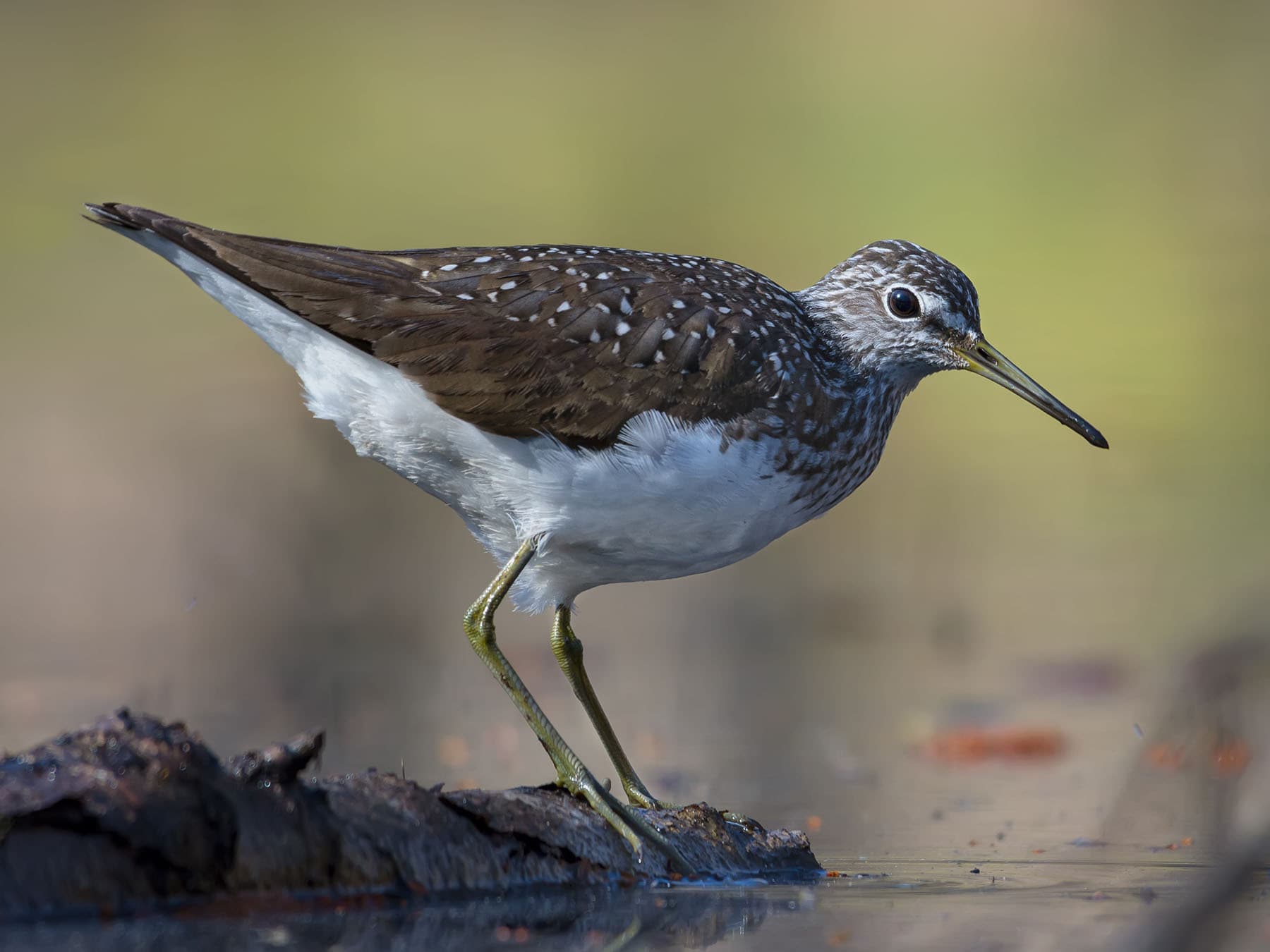 Green Sandpiper