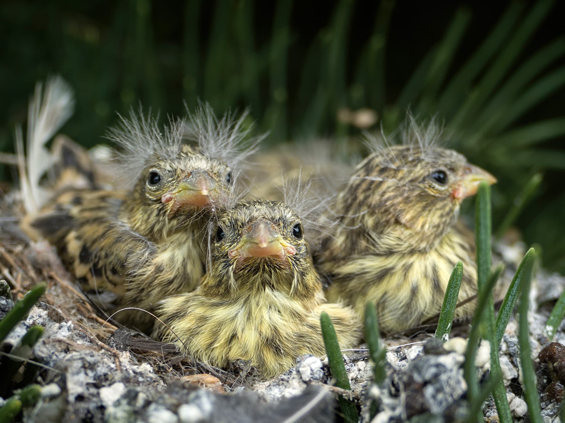 Greenfinch chicks in their nest