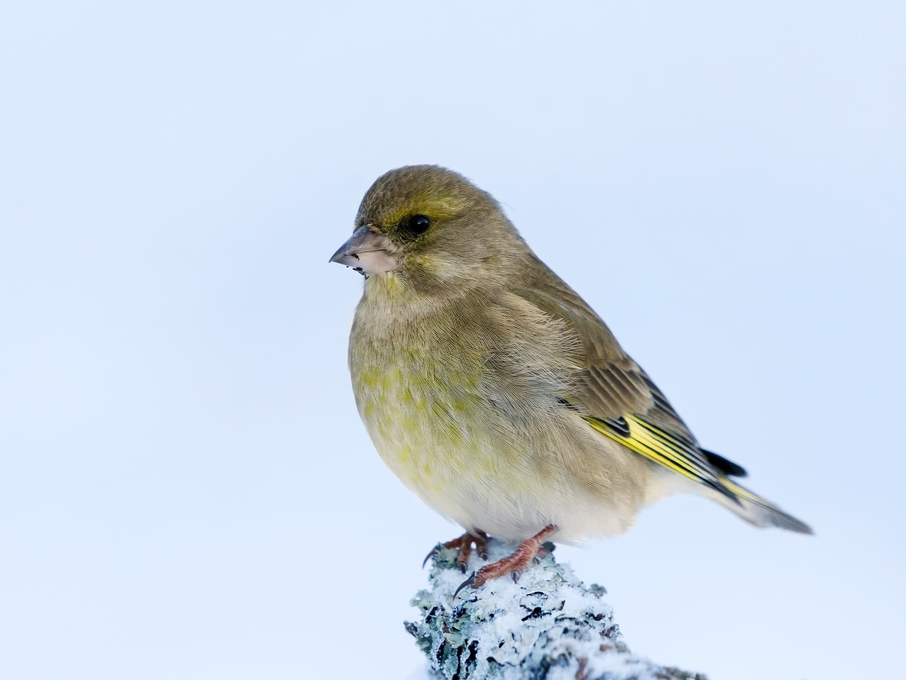 Greenfinch during the cold winter months