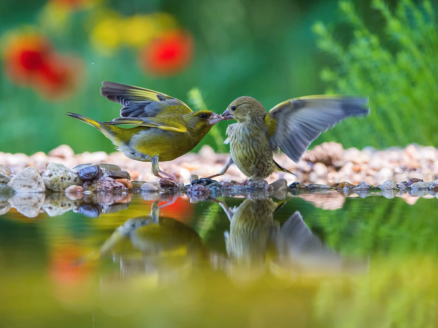Greenfinch feeding chick