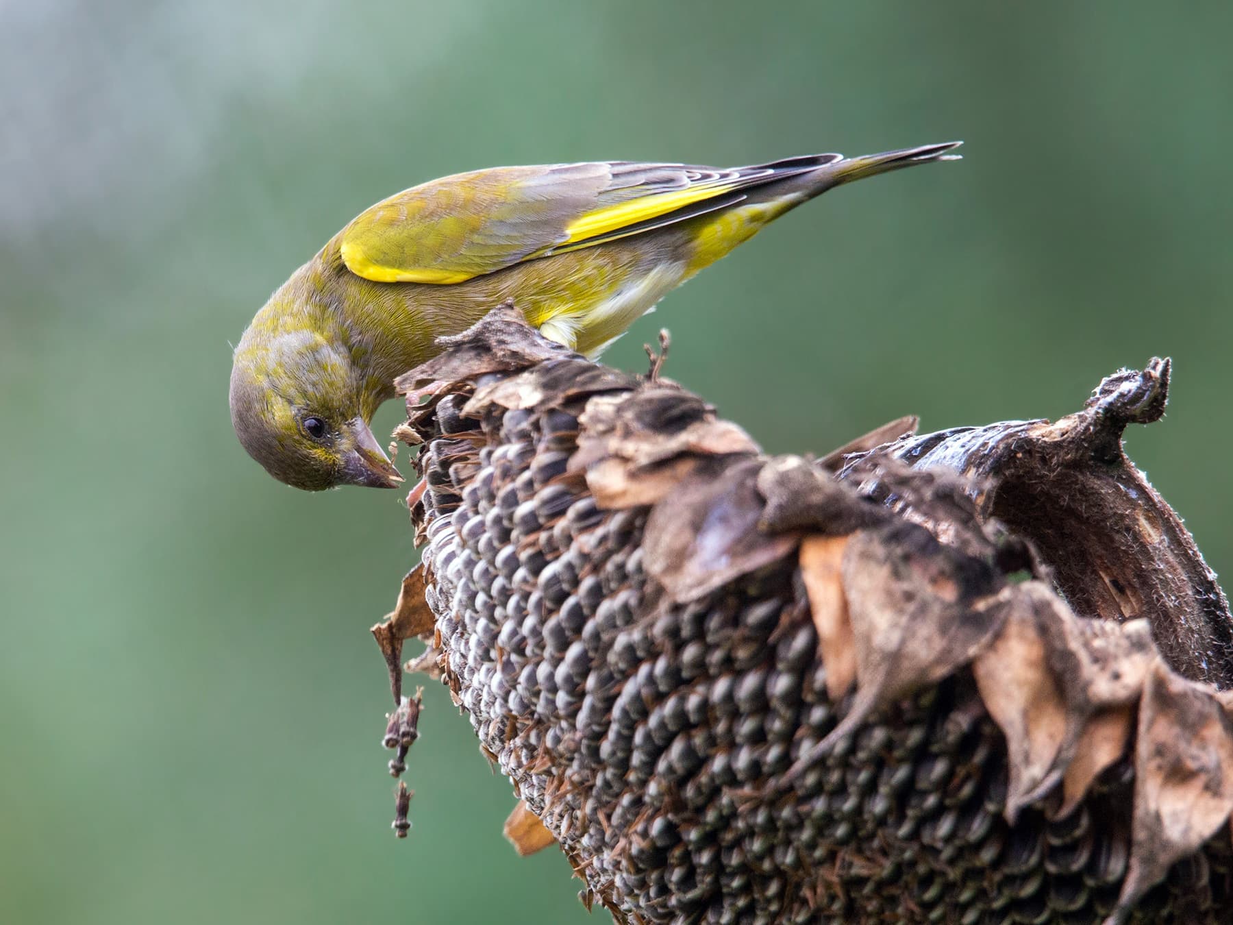 Greenfinch feeding on sunflower seeds