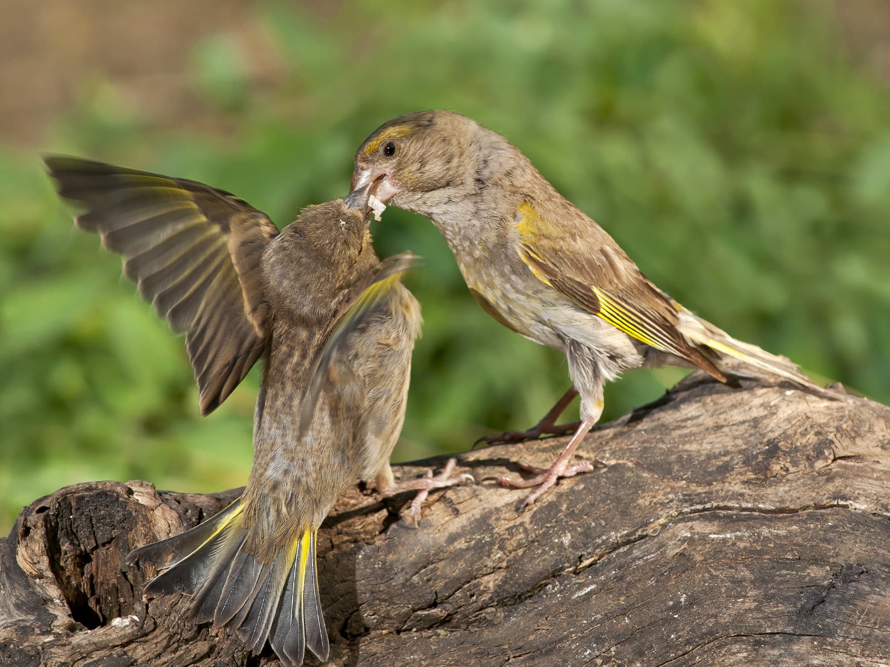 Greenfinch adult feeding its young