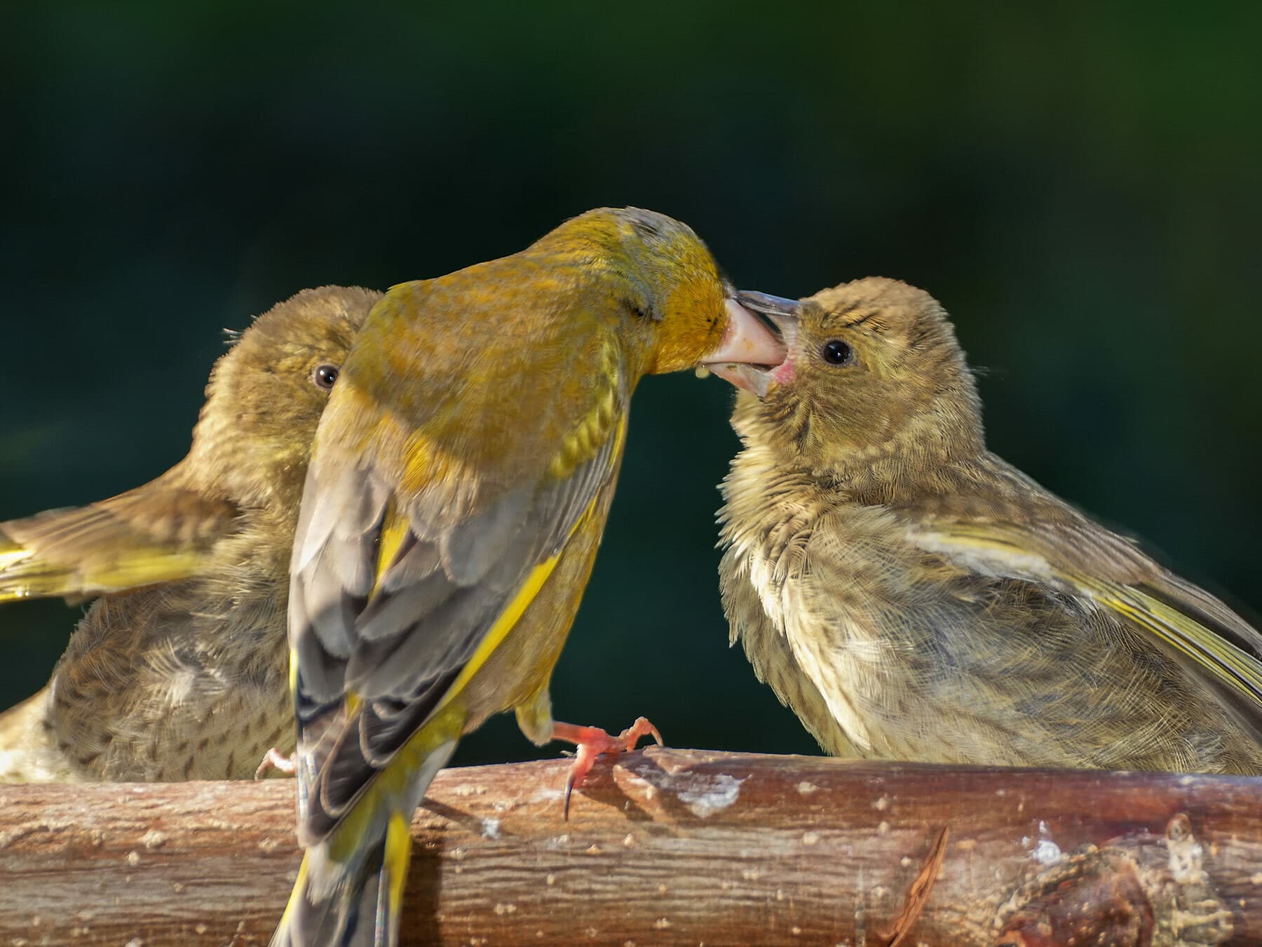 A male Greenfinch feeding a young bird on a branch