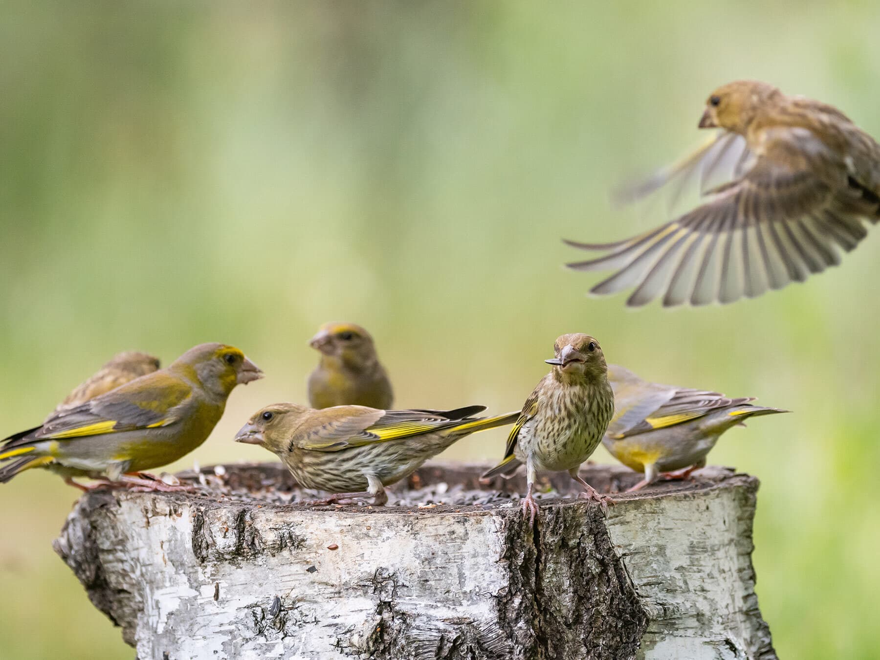 Greenfinch flock feeding