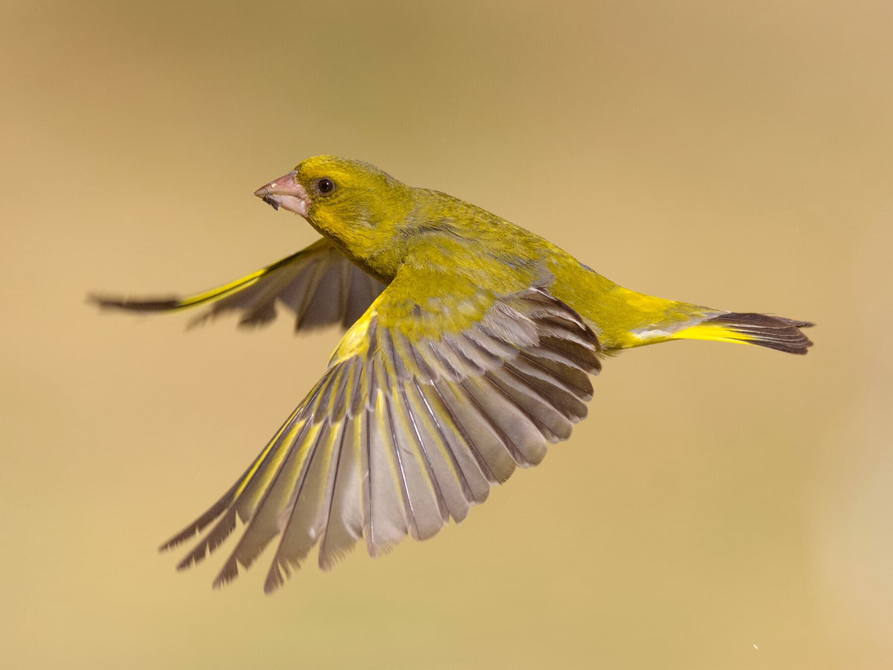 A male Greenfinch in flight, the yellow showing in the wings and tail