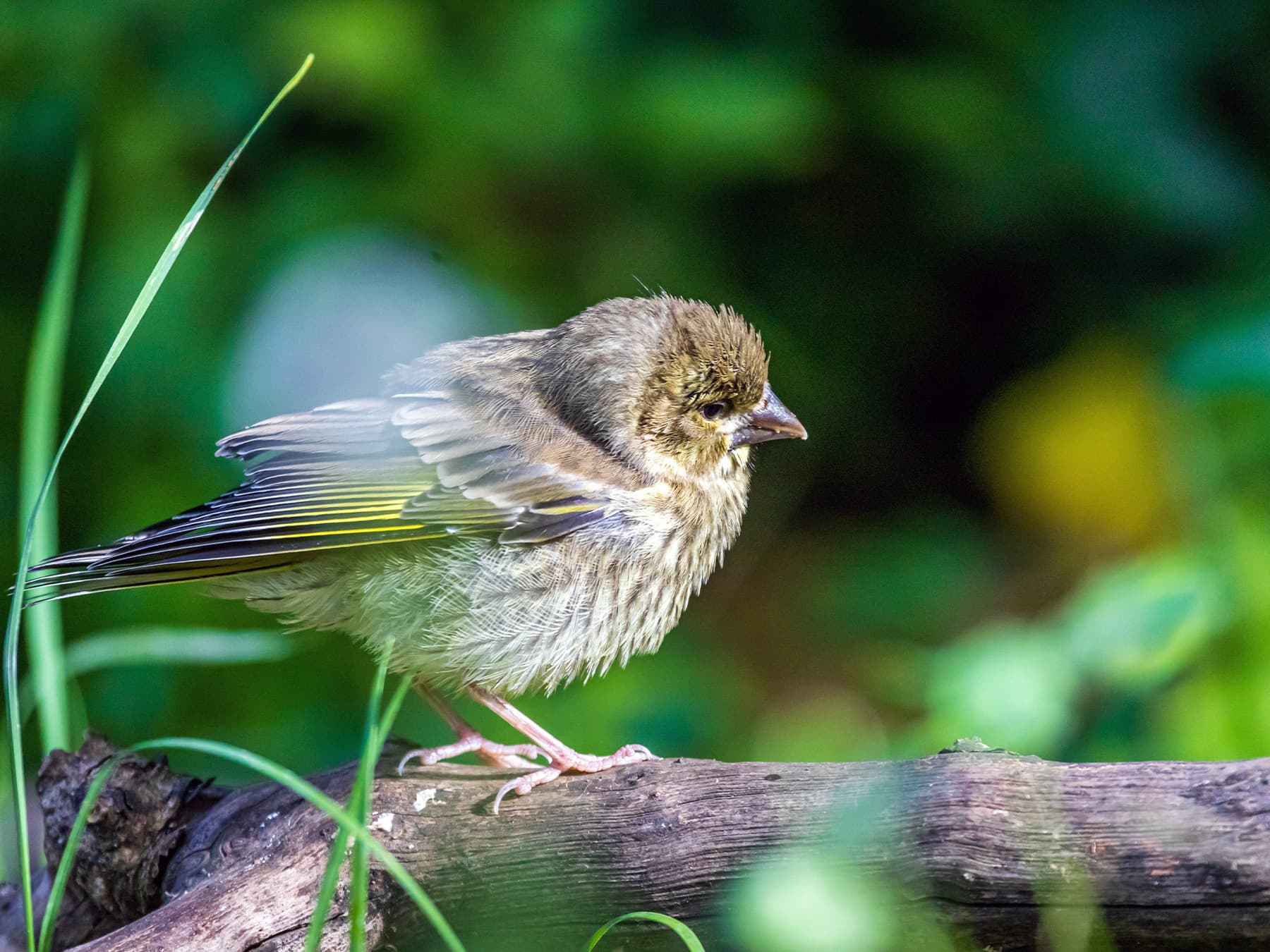 Greenfinch in suburban garden
