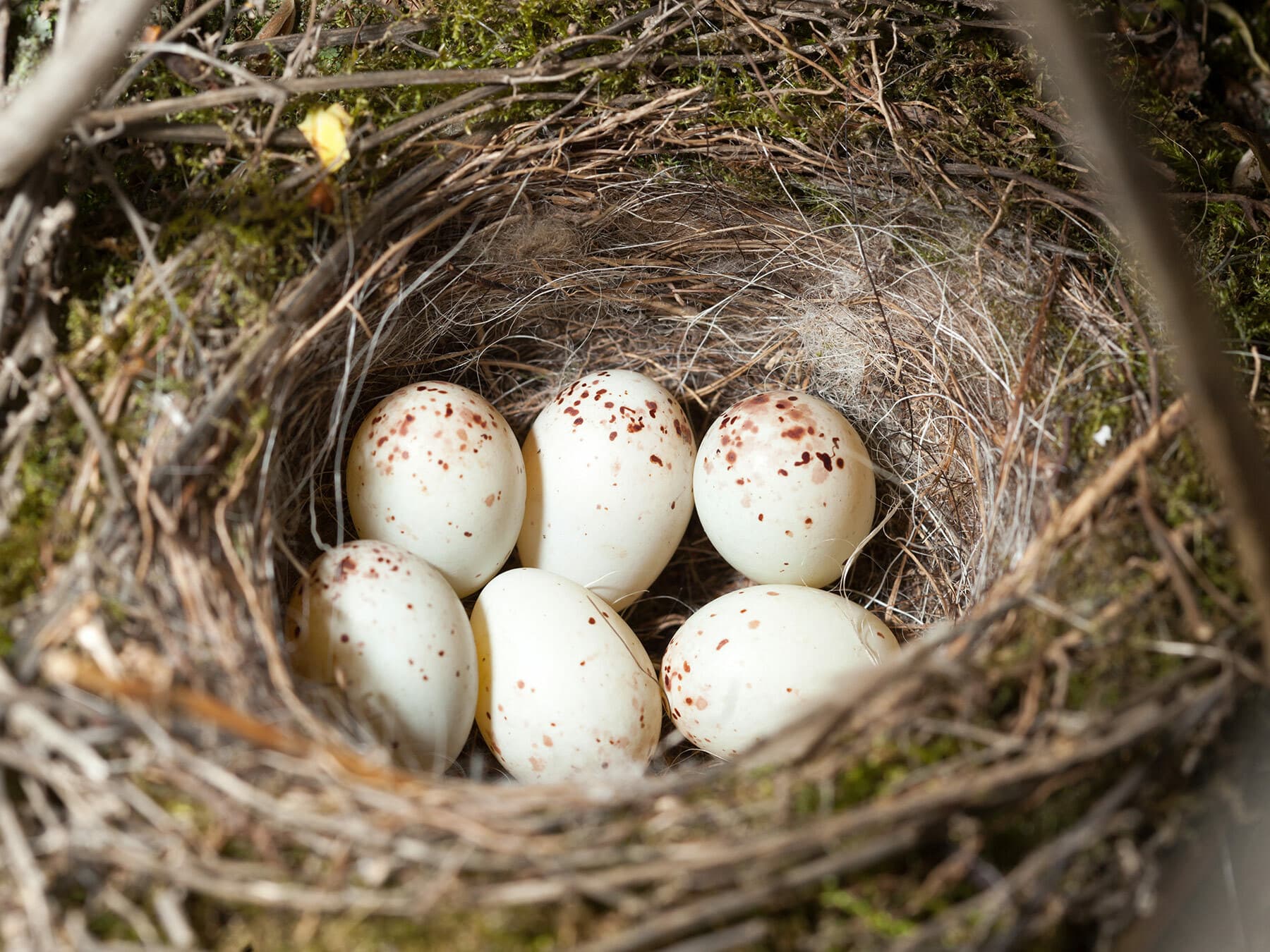 A Greenfinch nest with six pale, speckled eggs