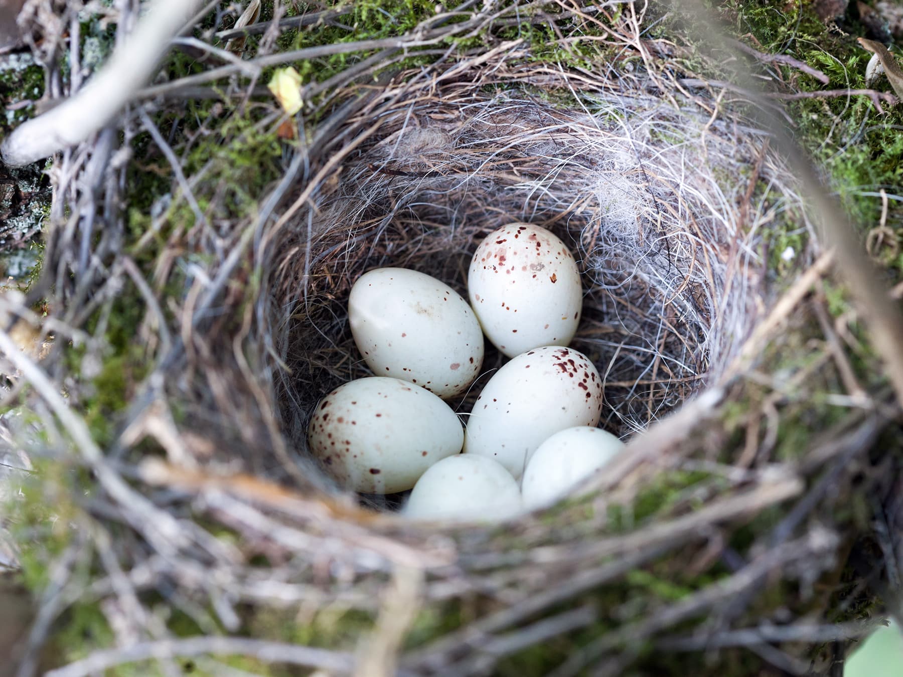 Nest of a Greenfinch with six eggs