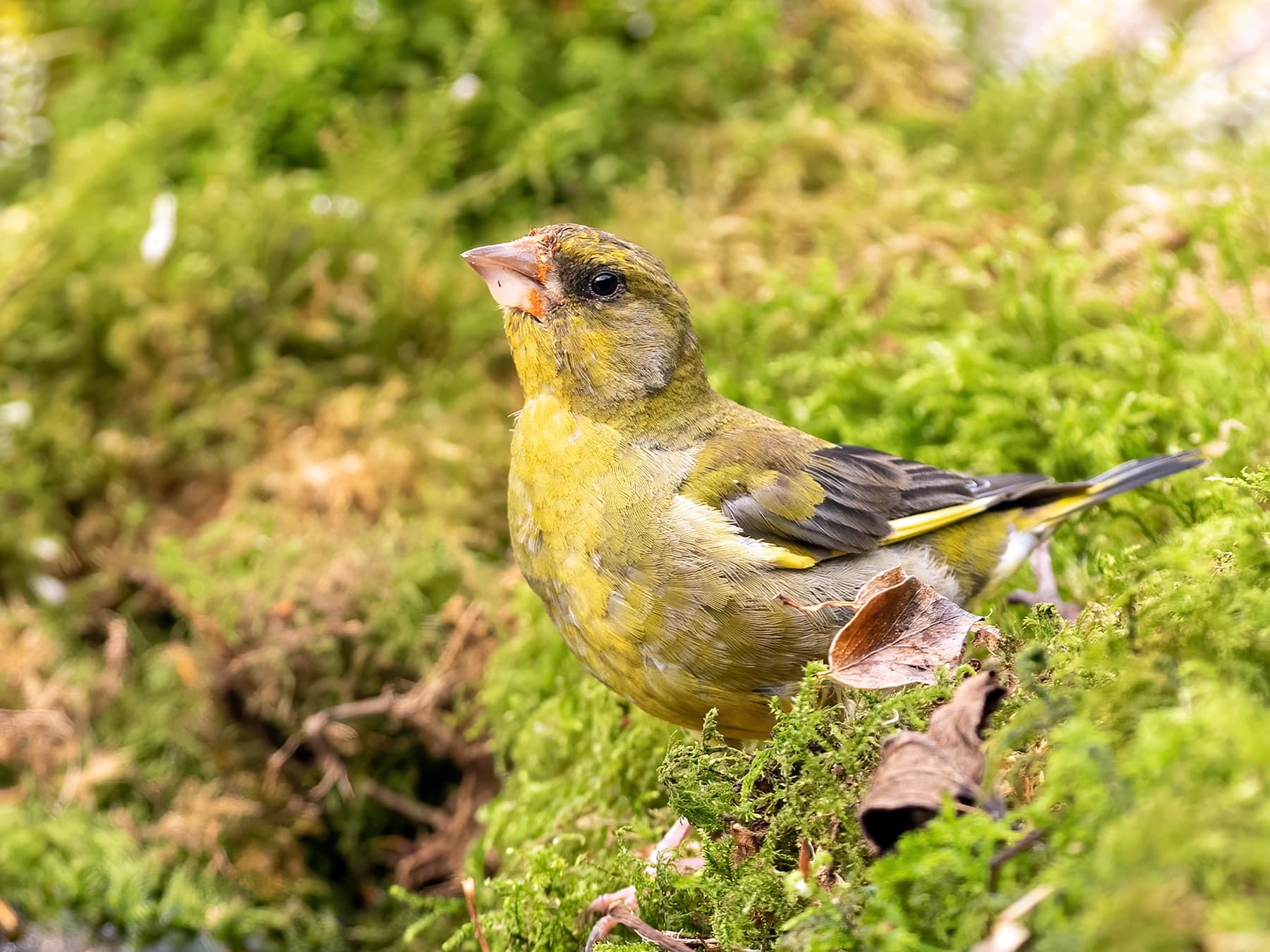 Greenfinch in woodland habitat