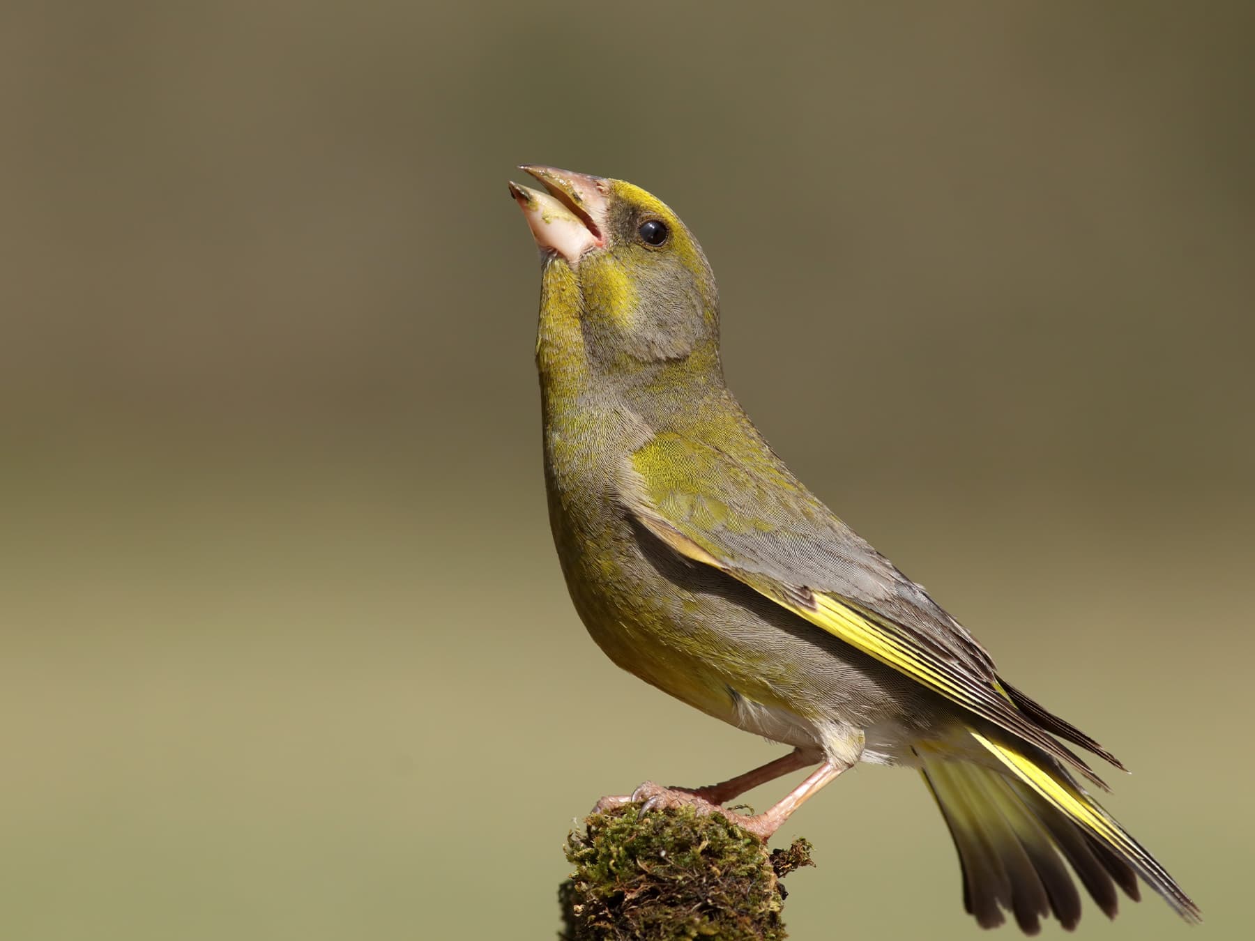 Greenfinch perching on top of a moss-covered post