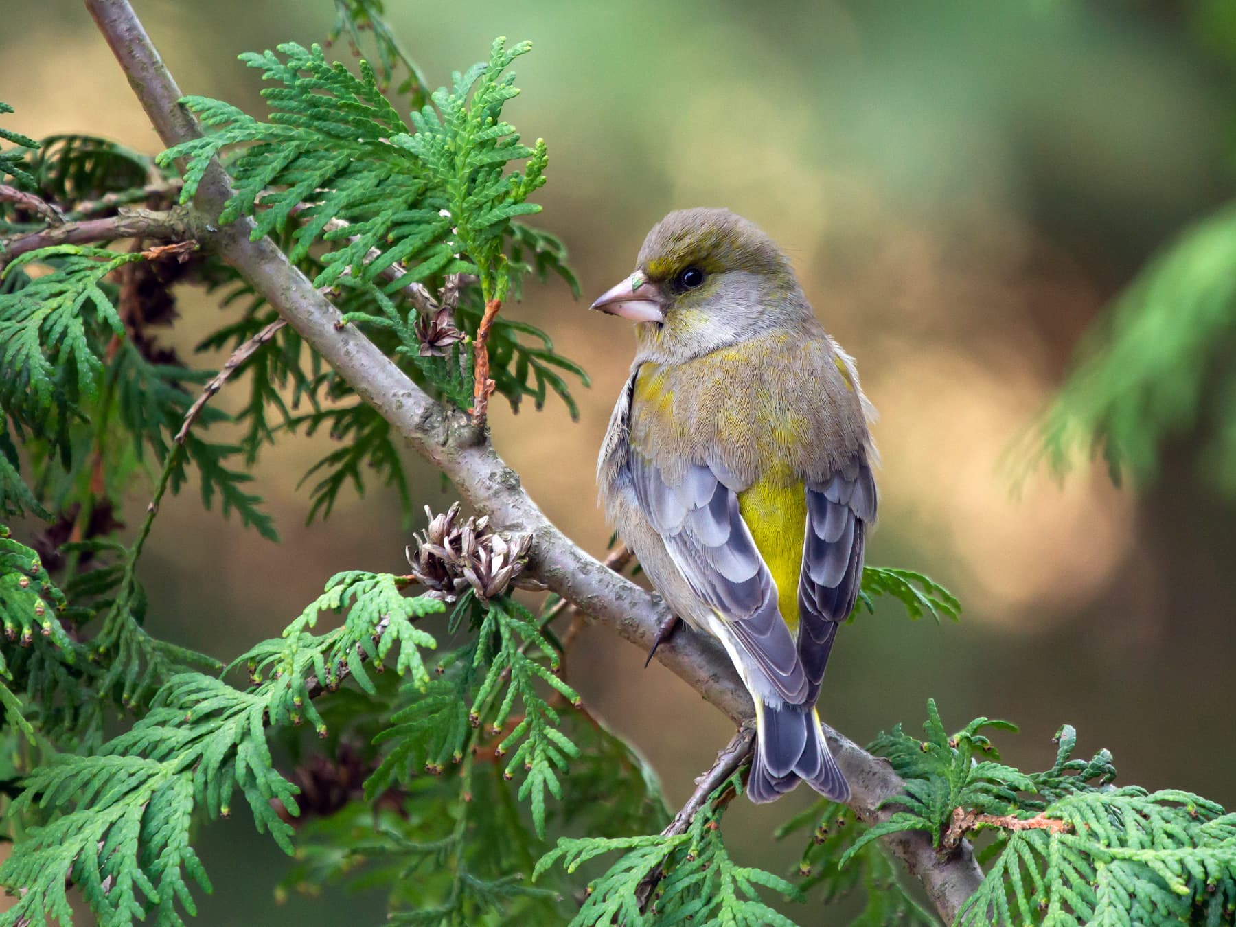 Greenfinch sitting in a conifer tree