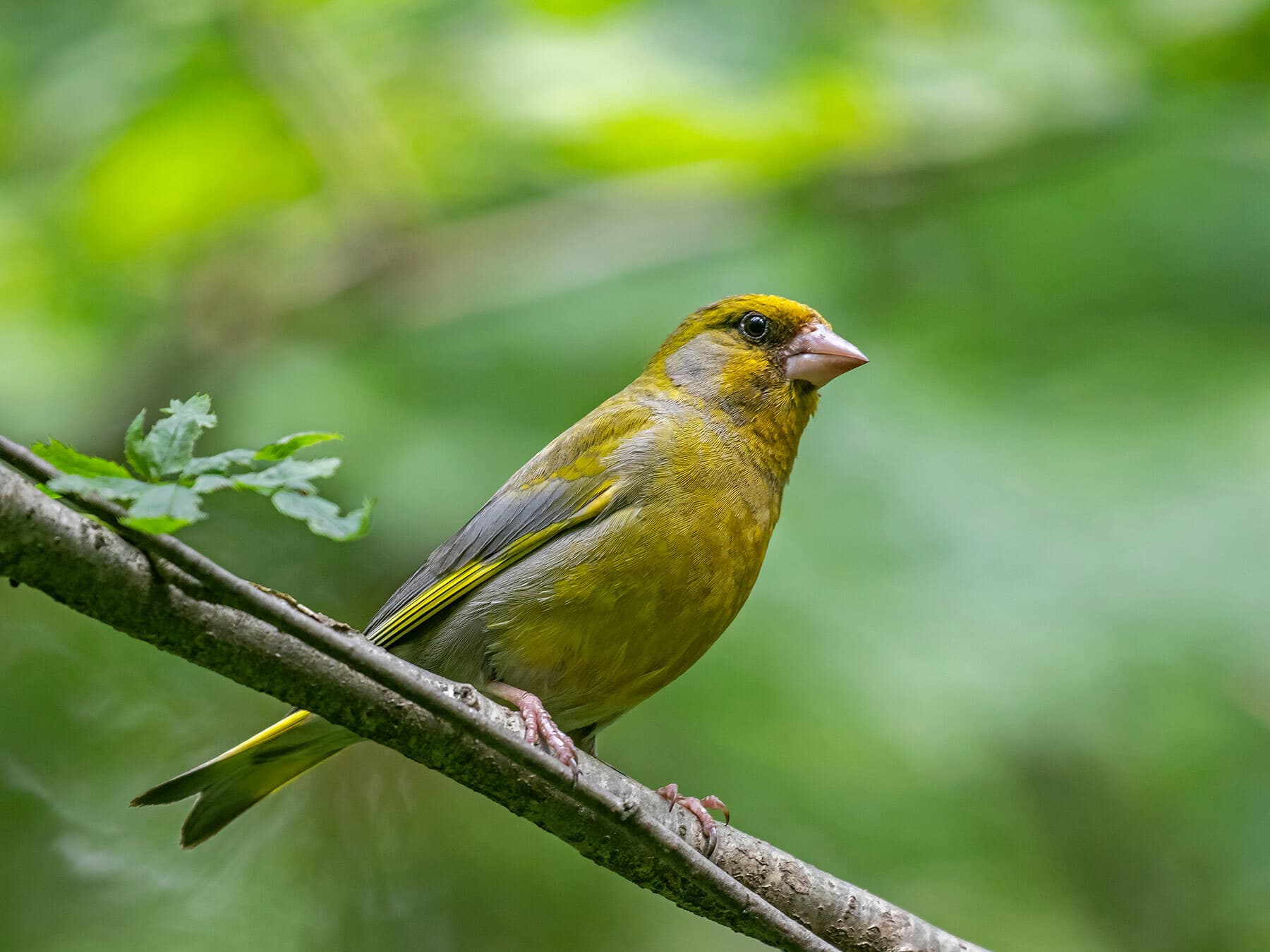 Greenfinch Song and Calls: What Greenfinches Sound Like