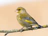 Greenfinch