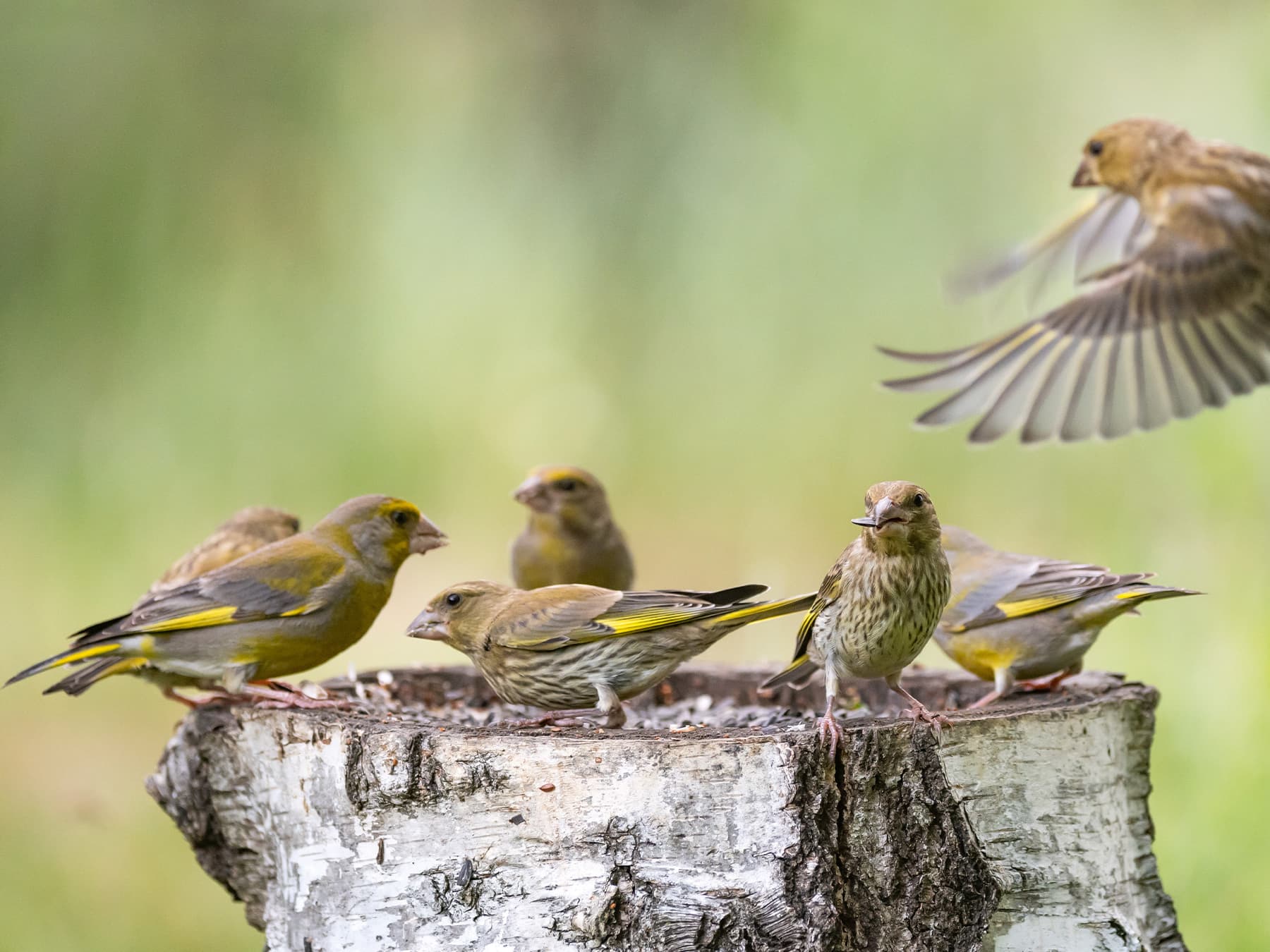 Flock of Greenfinches feeding together
