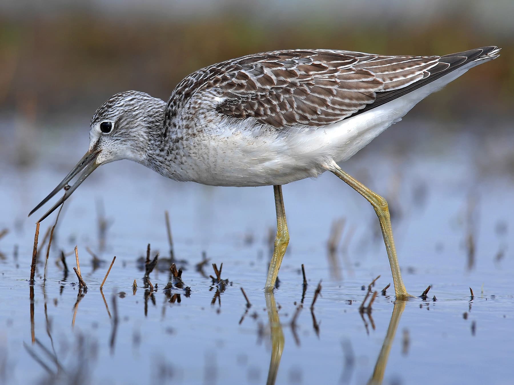 Greenshank feeding in the marshland