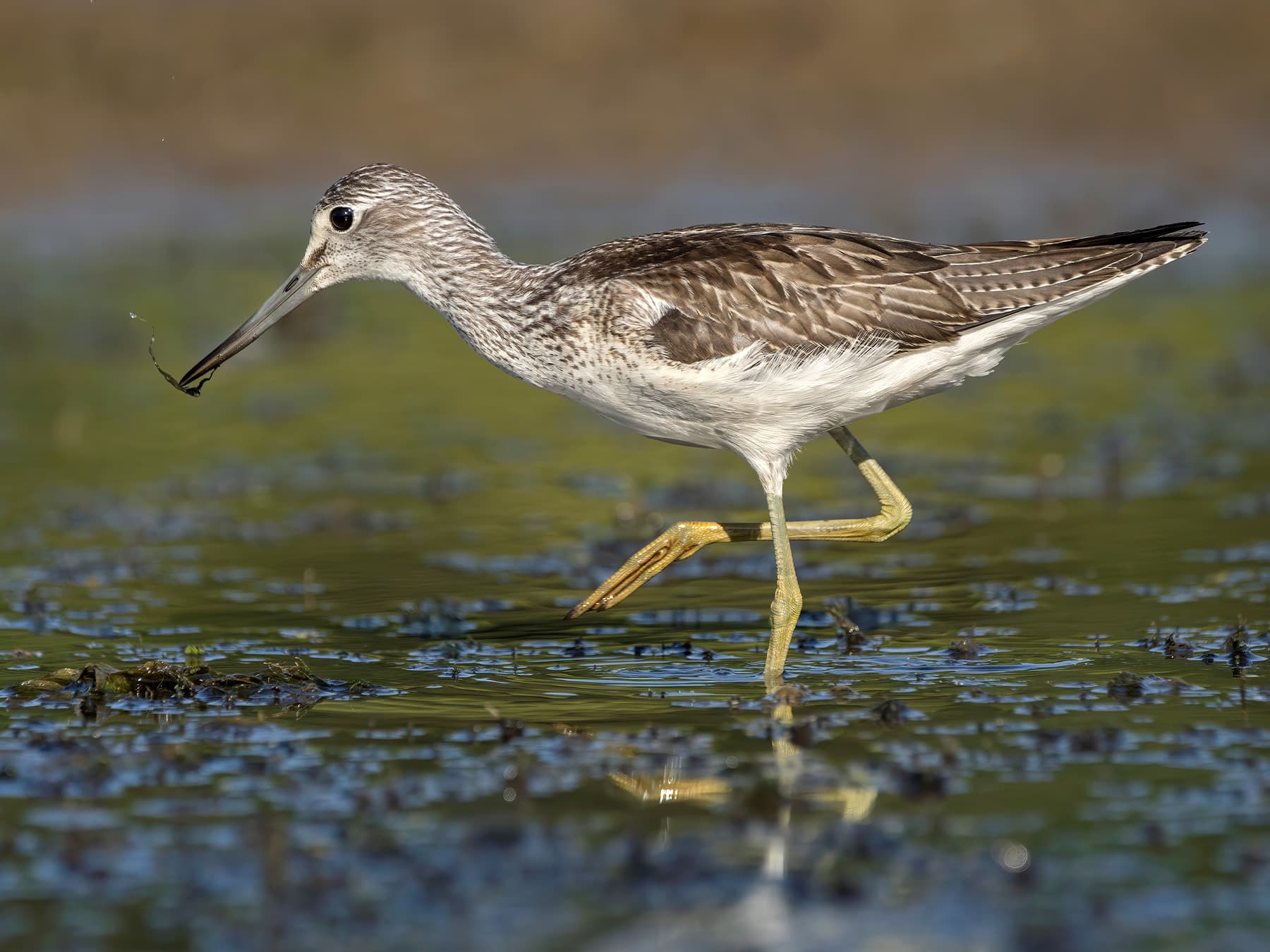 Greenshank foraging in boggy habitat