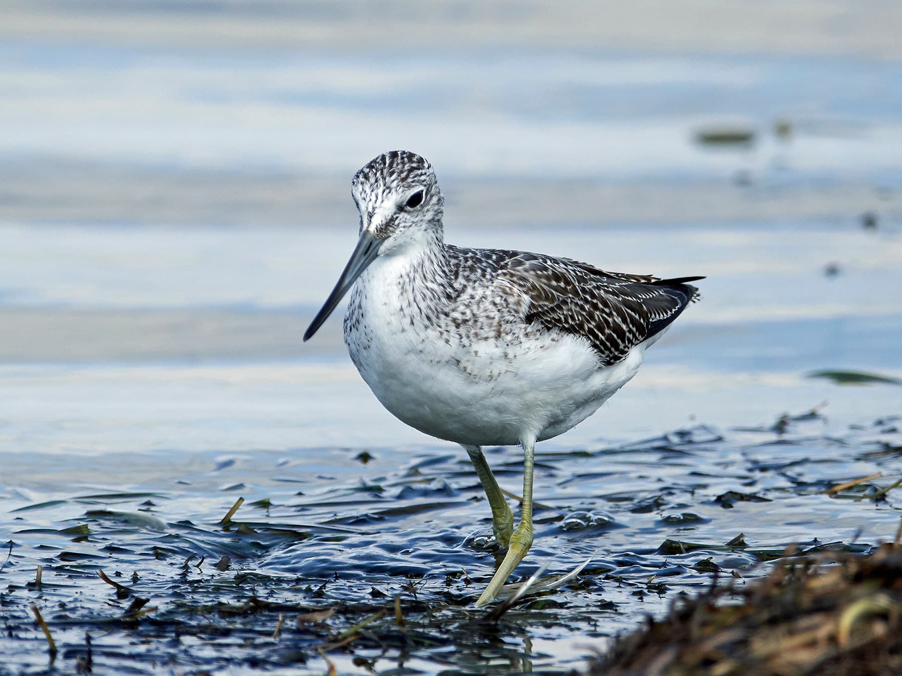 Greenshank walking in the marshes