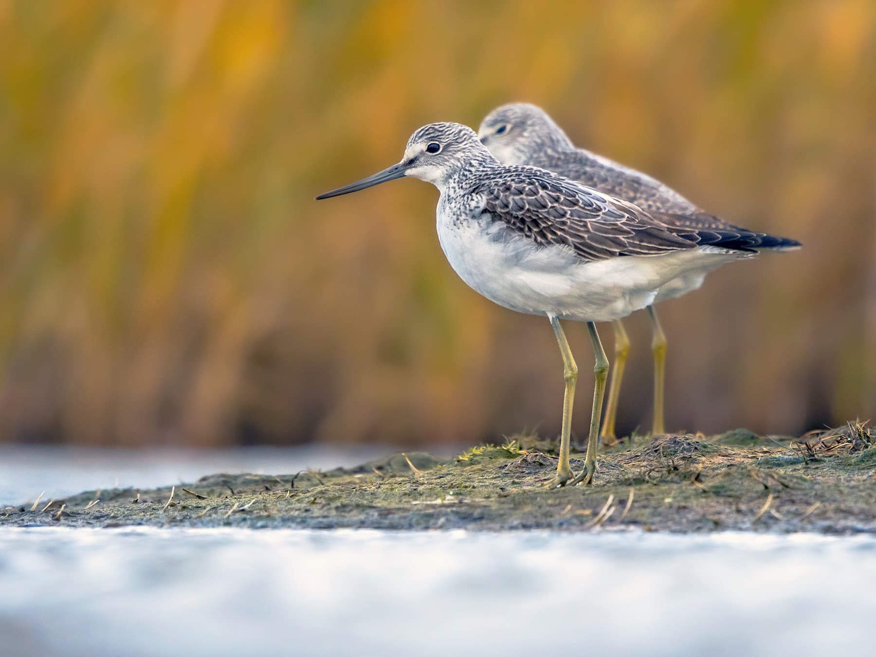 Pair of Greenshanks standing on the bank