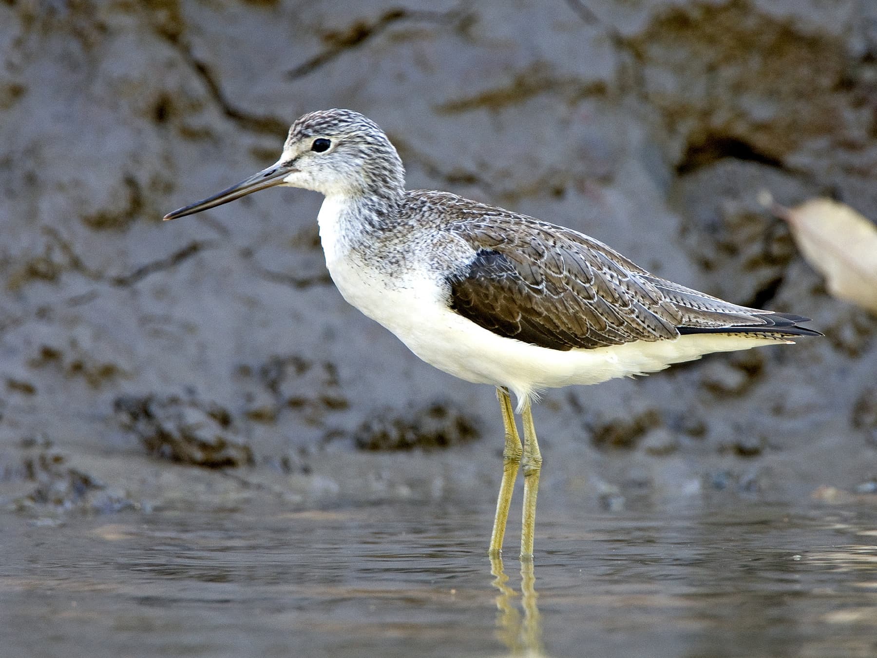 Greenshank, winter plumage