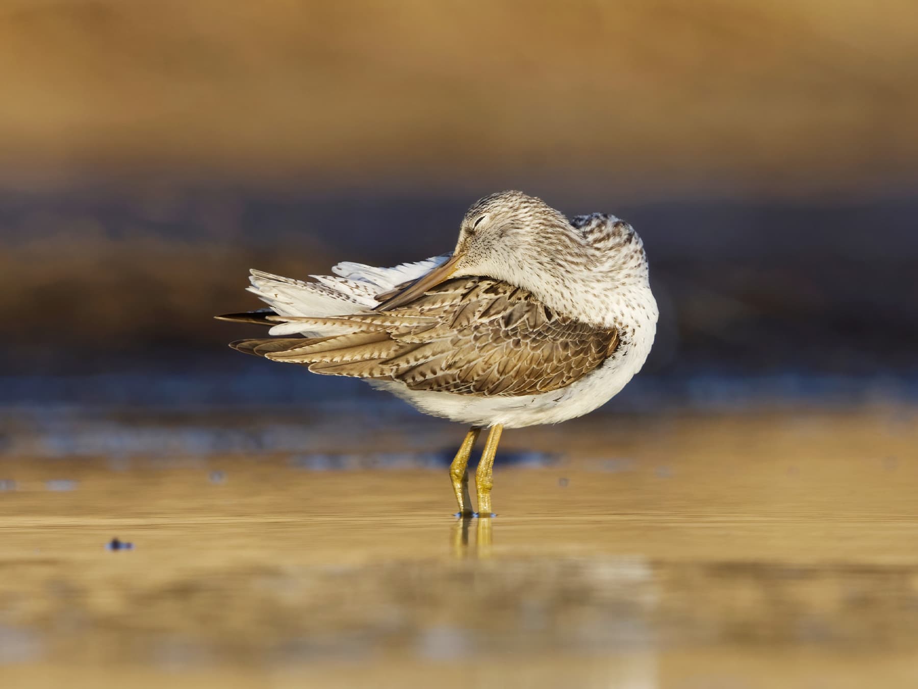 Greenshank preening